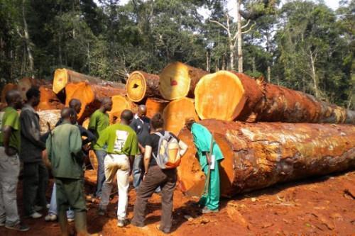 Cameroon: Loggers demand 1.5% reduction of felling tax to cope with the Covid-19 shocks