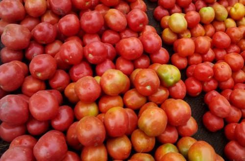 Cameroon: Affected by supply difficulties, tomato price rises significantly in the Far-North