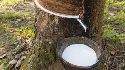 Cameroon: Rubber exports dropped by 24% in 2018, due to difficulties facing CDC