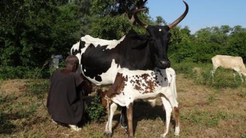 Etienne Valère Olougou plans to invest XAF9 bln in the production of dairy products and biogas in Adamaoua