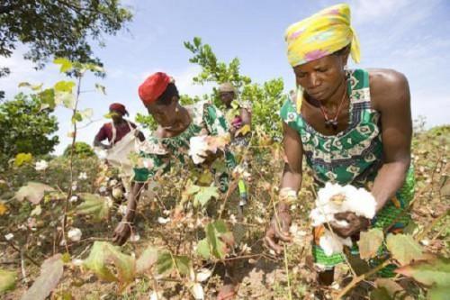 Cameroon led cotton production in the Cemac in 2021 (over 73%)