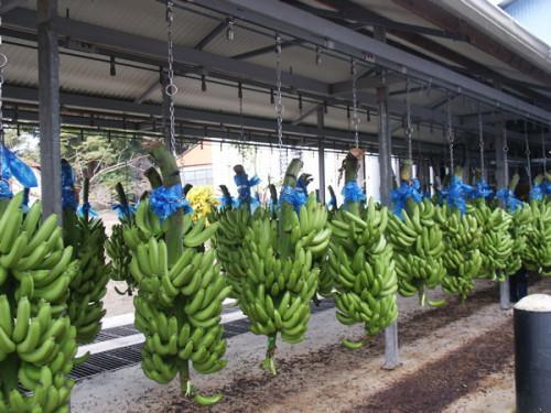 Cameroon: Banana exports were down by 466 tons YoY in Jan 2021
