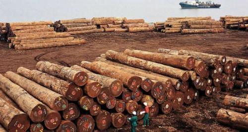 Cameroon: Lower Chinese demand freed up wood exports to Europe at the port of Douala
