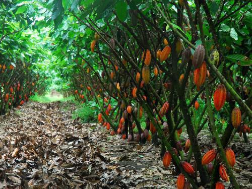 Cameroon: At least 225 hectares of cocoa trees to be grown in the coastal region in the coming three years