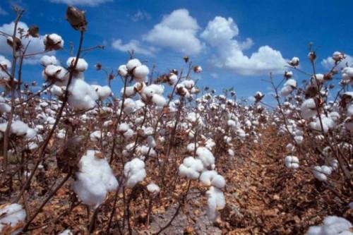 Cameroon: Raw cotton export grew by 23% in 2018