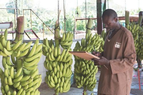 Cameroon: Banana exports down 23.6% YoY in April