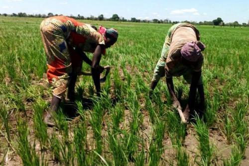 Cameroon: govt to boost agricultural financing over the next 5 years