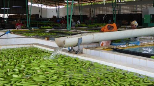 Cameroon: Banana exports rose by 581 tons YoY in Oct 2020