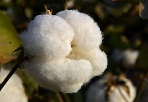 Cameroon currently testing GMOs to increase cotton production 