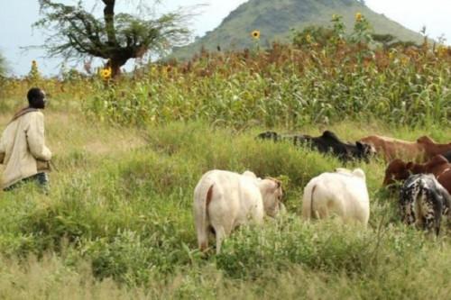 Cameroun: BEAC forecasts a gloomy Q2-2021 for livestock producers