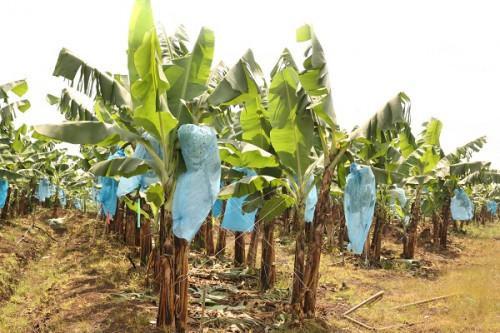 Cameroon: CDC to renovate 520 hectares of banana plantations this year