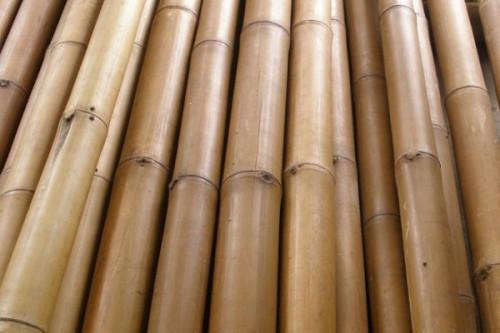 Cameroon govt sets a national bamboo development strategy