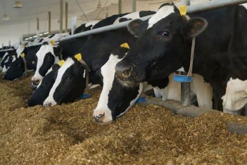 Animal feed: Sodecoton forced to source new export markets due to drop ...