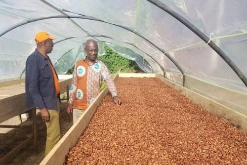 Cocoa purchase price rises to XAF1,050 despite rainy season
