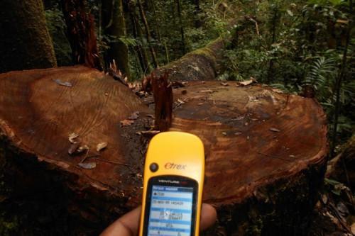 Cameroon generated XAF72.5 mln of forest revenue surplus in 2016-2019 thanks to reports through the certified SNOIE scheme