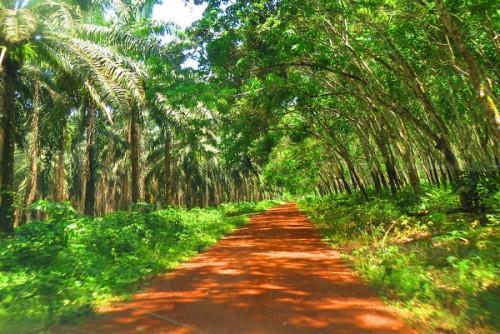Cameroon: Safacam plans to invest XAF3.5 bln to extend its oil palm and hevea plantations in Dizangué