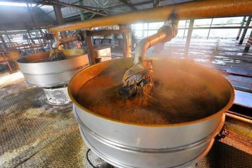 Palm oil production expected to grow steadily to 450,000 tons by 2024 (report)