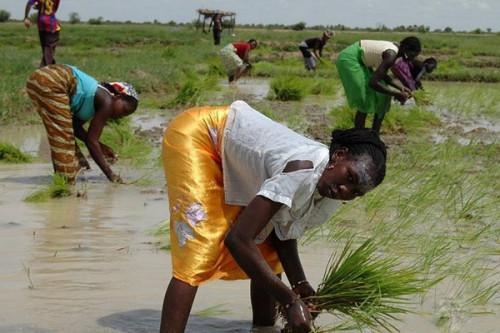 Cameroon: World Bank approves XAF116.5 bln financing to boost agricultural productivity in the Far North