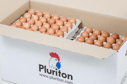 Cameroon: poultry industry threatened by hatching eggs’ supply difficulties