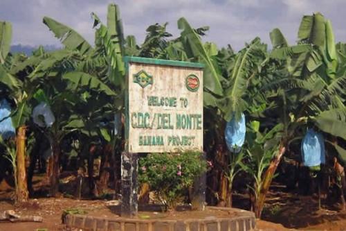 Cameroon: Banana production to improve in Q1-2022, spurred by CDC mainly