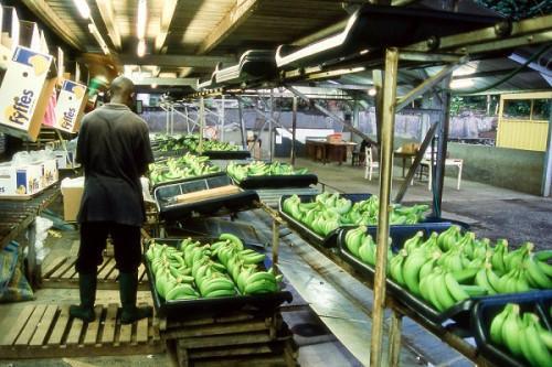 Cameroon: Banana exports down by over 13,000 tons YoY in Q1-2020