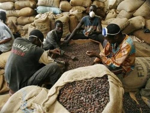 Cameroon Cocoa: CFAF 400 drop on the World Market
