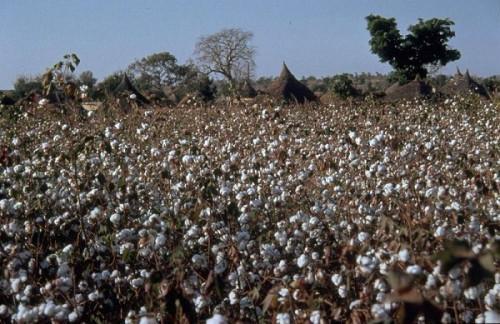 Cameroon : Sodecoton expects 600,000 tons of yearly cotton production by 2025