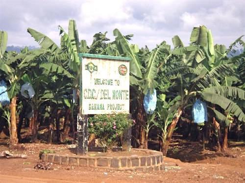 Cameroonian agro-industry CDC worried about the “critical situation” of its cash flow