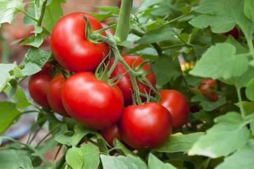 Cameroon: Delifood to pump CFA4bn into a tomato processing plant