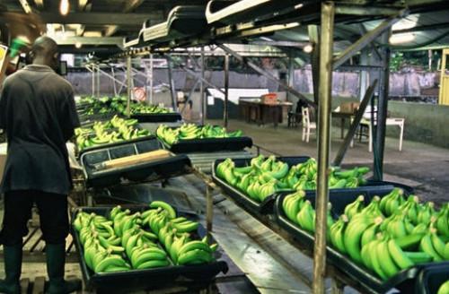 Cameroon exported 17,137 tons of banana in November 2018