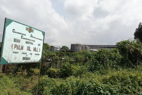 Cameroon: State agribusiness firm CDC resumes operations at the Debundscha oil palm plantation previously controlled by armed groups