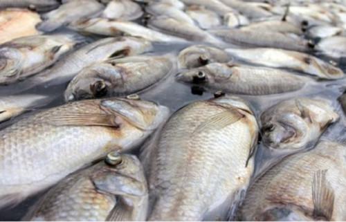 EU bans fish export from Cameroon to crack down on illegal fishing