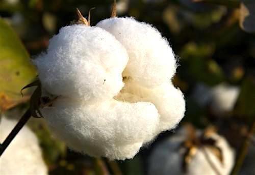 Cameroon’s cotton output forecasted to reach 300,000t in 2018-19, first time in at least 5 years