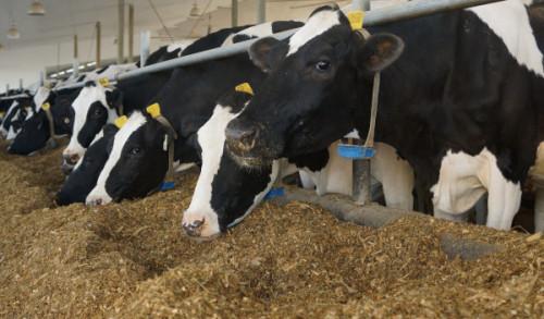 Cameroon receives French dairy cows to boost local production