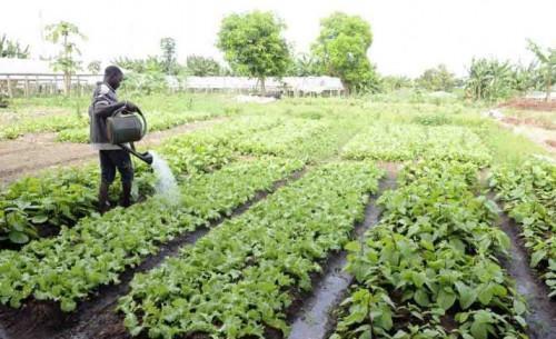 AfDB and ILO support agricultural projects to stem rural exodus of young people in Central Africa