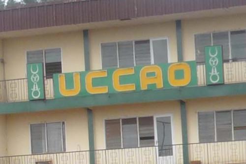 Cameroon : Coffee cooperative Uccao launches recruitment for a new managing director