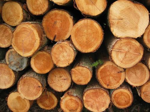 Dutch justice finds company Fibois BV guilty of illegally exporting wood from Cameroon