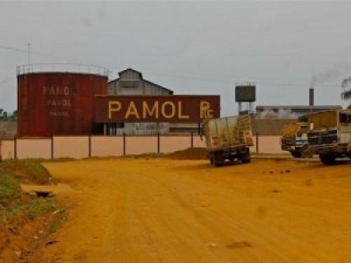 Palm oil sector: The South-West region's crisis affects CDC and Pamol’s production