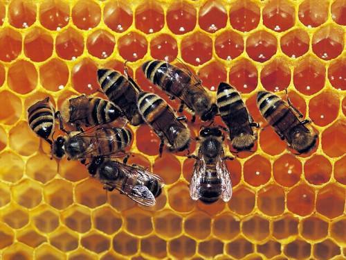 Honey production plummets by 70% in Adamaoua, Northern Cameroon