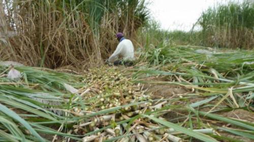 Cameroon: Government requested to raise ban on sugar imports to avoid shortage