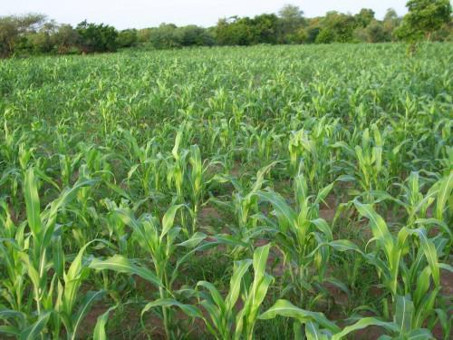 Cameroonian parliamentarians request support of IITA to relaunch agriculture in the North