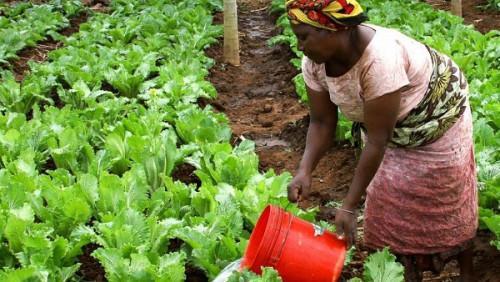Cameroon fine-tunes a draft law on organic agriculture