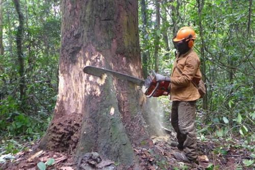 Cameroon dedicates 287,562 hectares of forest management units to support operators affected by the Anglophone crisis