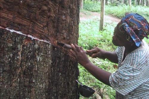 Cameroon: Central Bank BEAC sees rubber production down YoY in Q1-2022