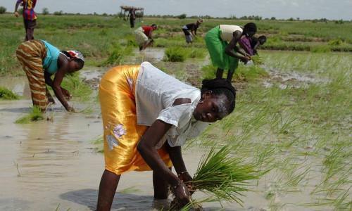 Cameroon: About 4,000 additional hectares of rice plots arranged in the Far-North