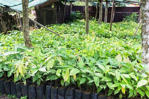 Cameroon to distribute 6 mln cocoa seedlings to producers this year