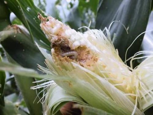 The WFP helps Cameroon fight fall Armyworm