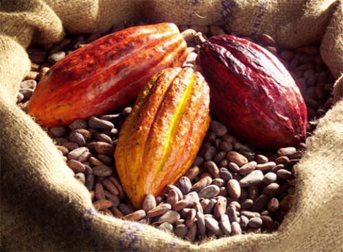 Cameroon : this season, cocoa production could be higher than that of the last season, CCC reveals