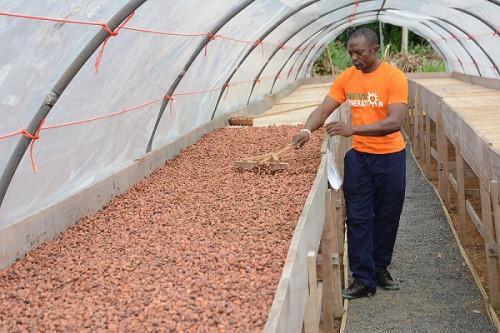 Cameroon recorded over 14,600 tons season-over-season drop in cocoa sales during the 2019-2020 season