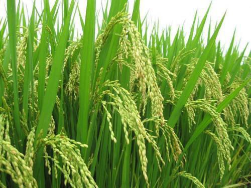 Cameroon: A program to develop rice-farming in the Northern region is being elaborated